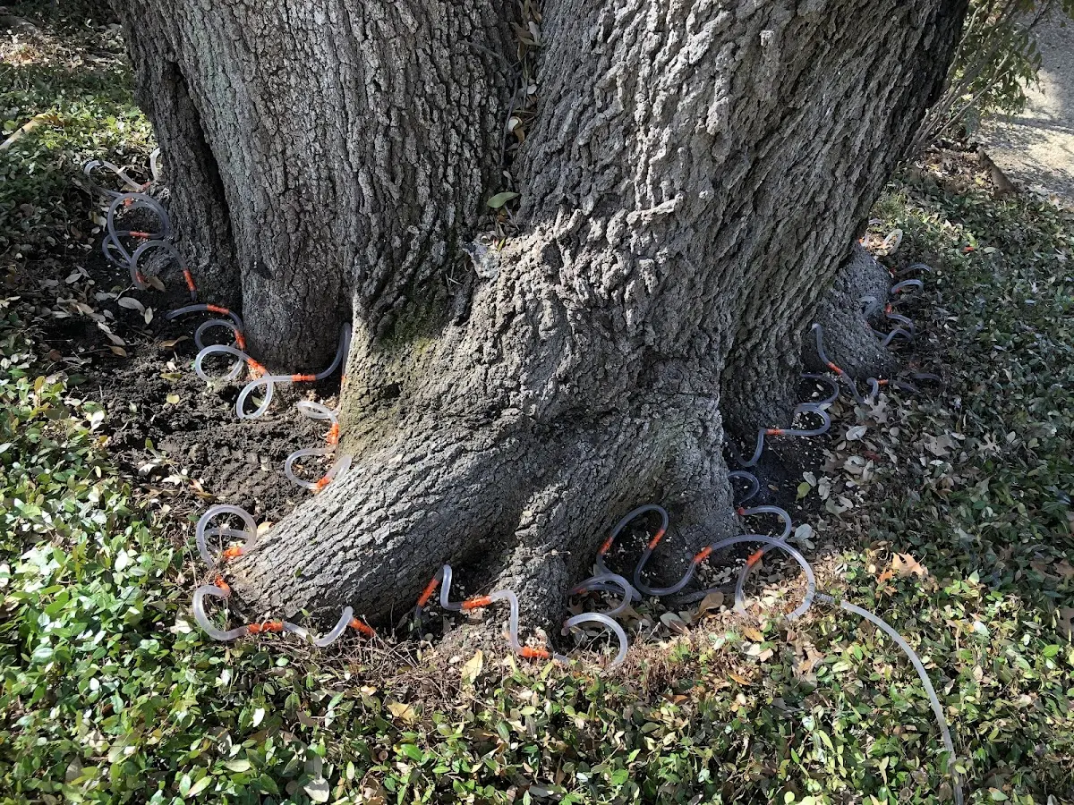 Detailed Tree Cabling and Bracing job site in Pangburn