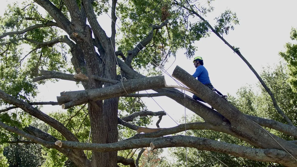 Professional Crown Thinning performed by certified arborists in Pangburn