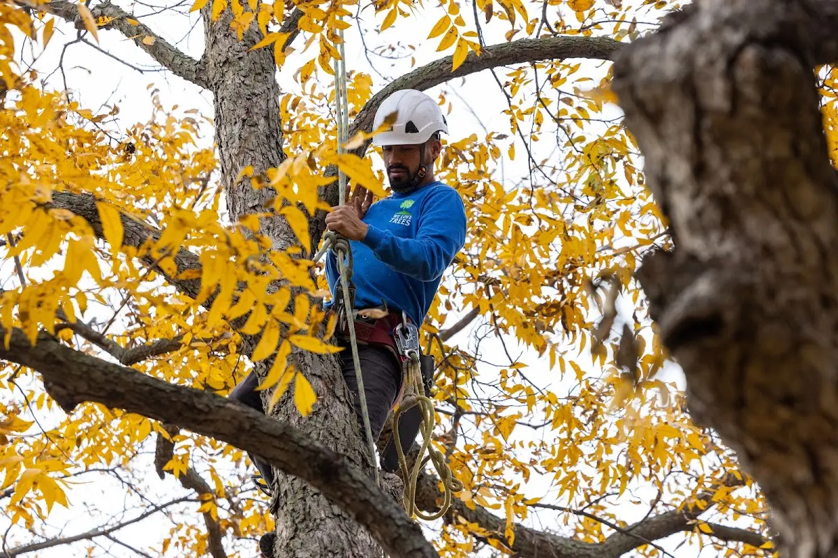 Skilled Tree Transplanting crew working in Pangburn